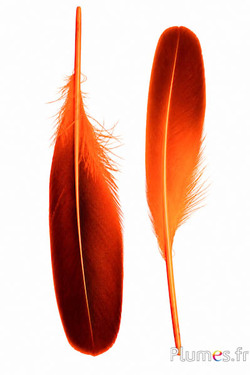 Canard - 18-20 cm, gauche et droite - orange-noir 